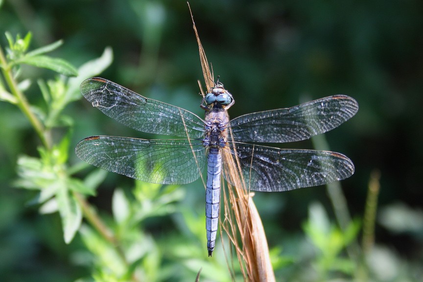 Orthetrum courelescens?